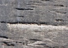 Vale gieren   A.Bender : SPANJE 2012 60D
